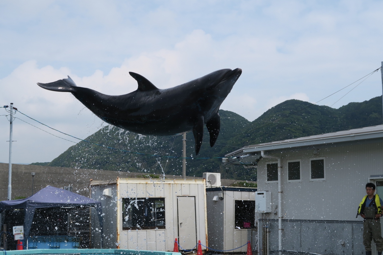 夏の家族旅行 高知 徳島観光3日目 室戸ドルフィンセンター 室戸岬 室戸岬灯台 眉山 高知県の旅行記 ブログ By ぷるーとさん フォートラベル 夏の家族旅行 高知 徳島観光3日目 室戸ドルフィンセンター 室戸岬 室戸岬灯台 眉山 高知県の旅行記 ブログ By ぷるーとさん フォートラベル