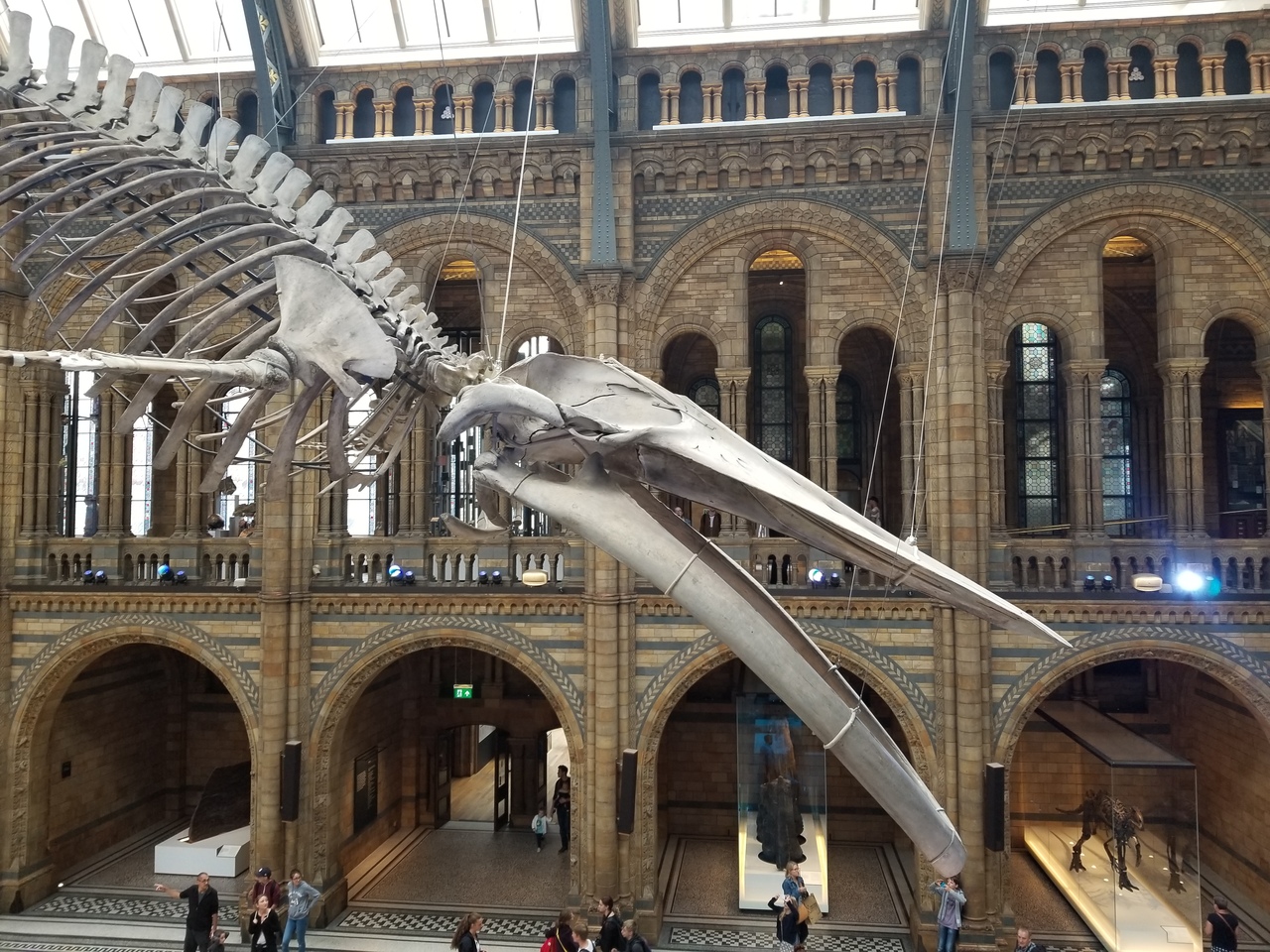 London２日目 自然史博物館 ロンドン イギリス の旅行記 ブログ By Kaeruchoco15さん フォートラベル