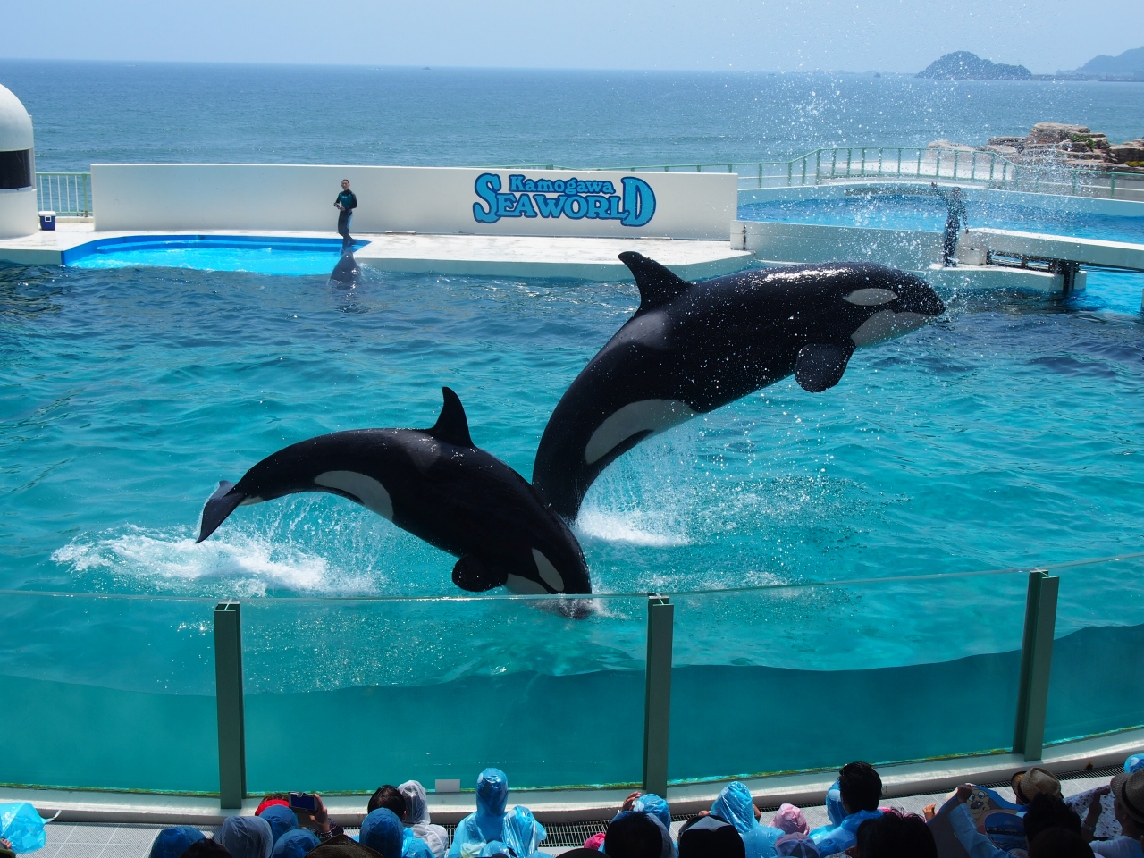 オルカ シャチ の為 孫 娘孝行 2 3日目やっと来た来た 鴨川シーワールド 鴨川 千葉県 の旅行記 ブログ By Maggiさん フォートラベル