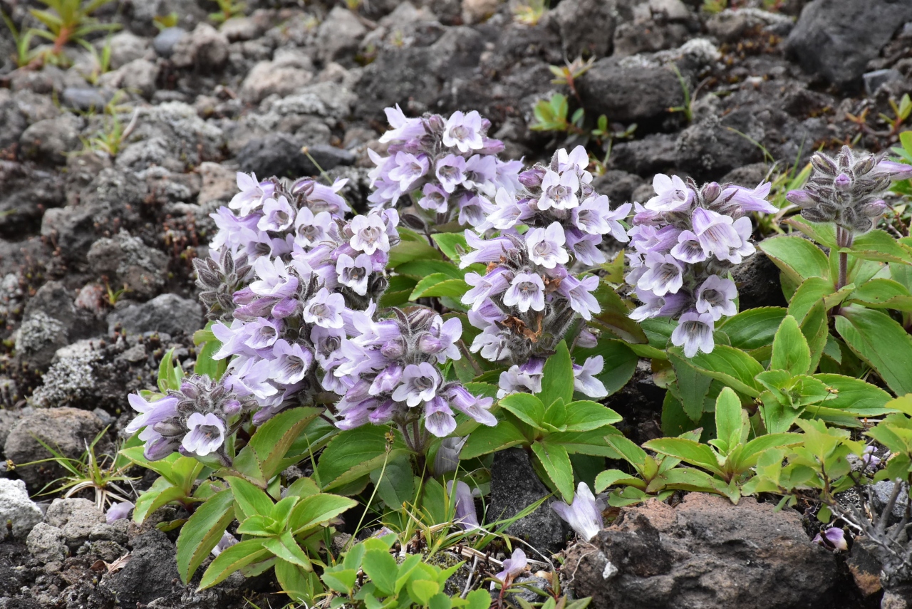 高山植物が美しい樽前山 北海道 支笏湖 北海道 の旅行記 ブログ By かっちんさん フォートラベル