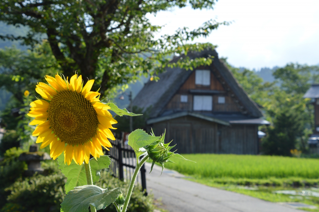 北陸と白川郷をレンタカーで周遊 2 夏花薫る世界遺産 白川郷編 白川郷 岐阜県 の旅行記 ブログ By くーもさん フォートラベル