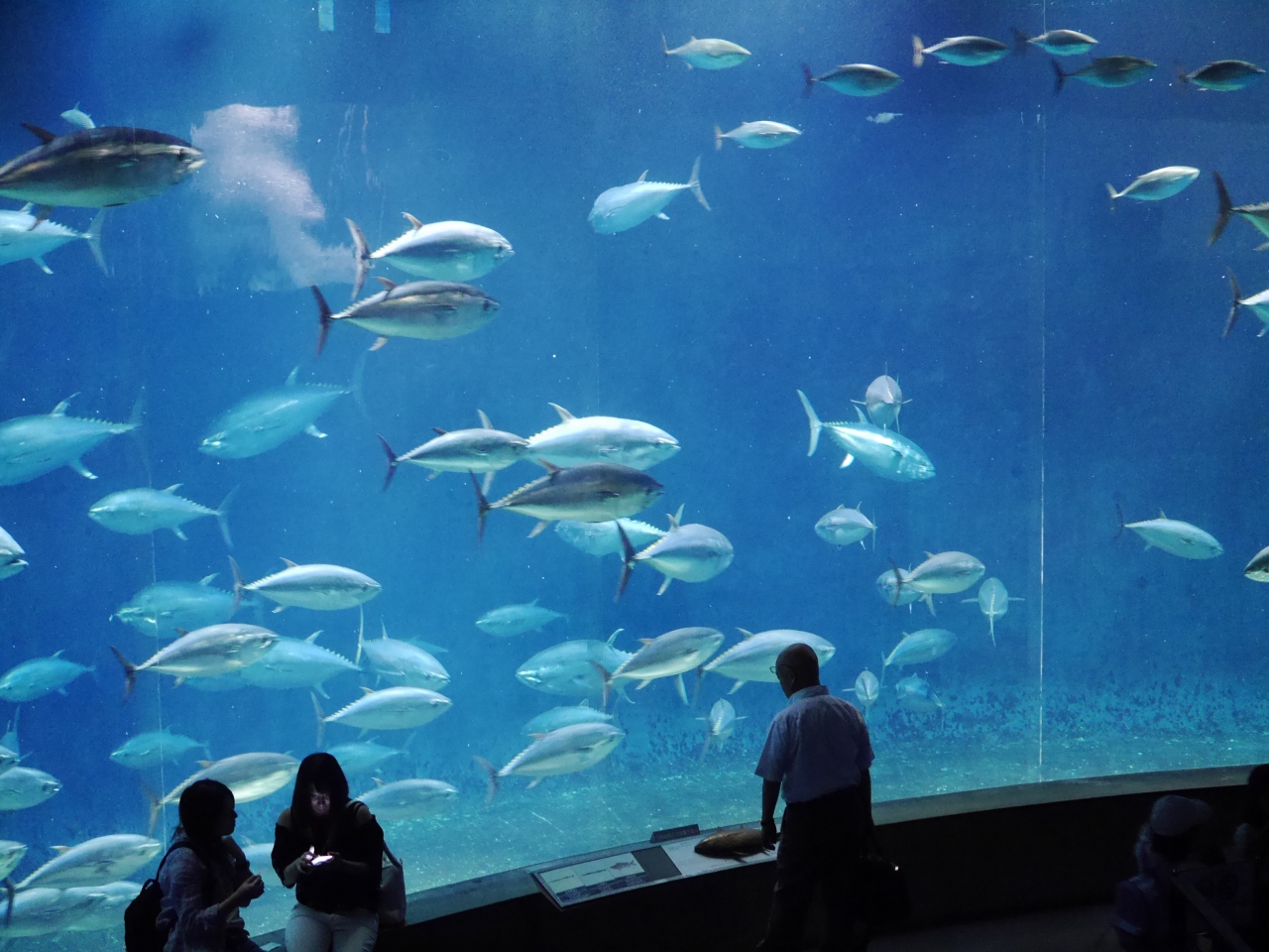 東京 キバナコスモスの葛西臨海公園 約1尾のクロマグロ群泳の葛西臨海水族園を訪れて 葛西 東京 の旅行記 ブログ By Sakatomoさん フォートラベル 東京 キバナコスモスの葛西臨海公園 約1尾のクロマグロ群泳の葛西臨海水族園を訪れて 葛西 東京 の旅行記 ブログ By Sakatomoさん フォートラベル