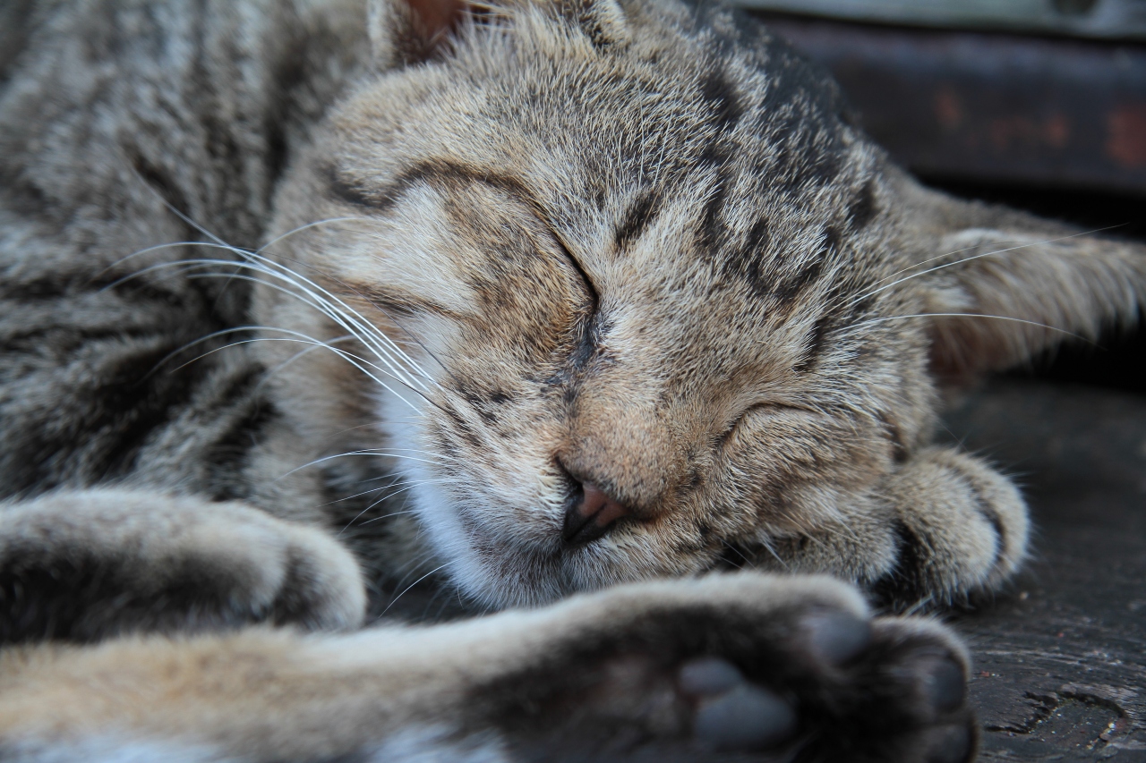 最近話題の猫の島へ 宗像 古賀 福岡県 の旅行記 ブログ By キョンさん フォートラベル 最近話題の猫の島へ 宗像 古賀 福岡県 の旅行記 ブログ By キョンさん フォートラベル