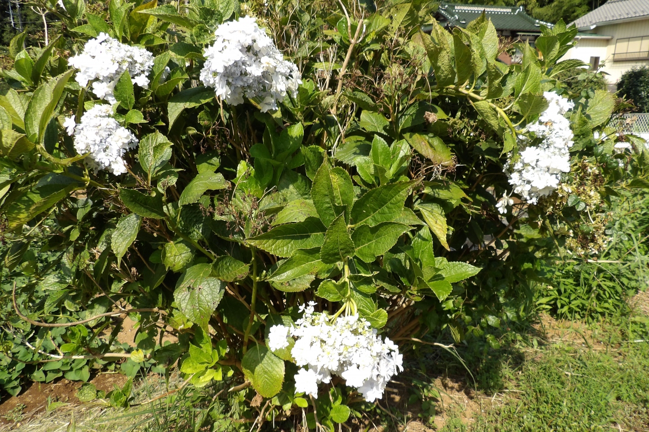 秋に咲く紫陽花 咲き誇る紫陽花 戸塚 いずみ野 港南台 神奈川県 の旅行記 ブログ By ドクターキムルさん フォートラベル