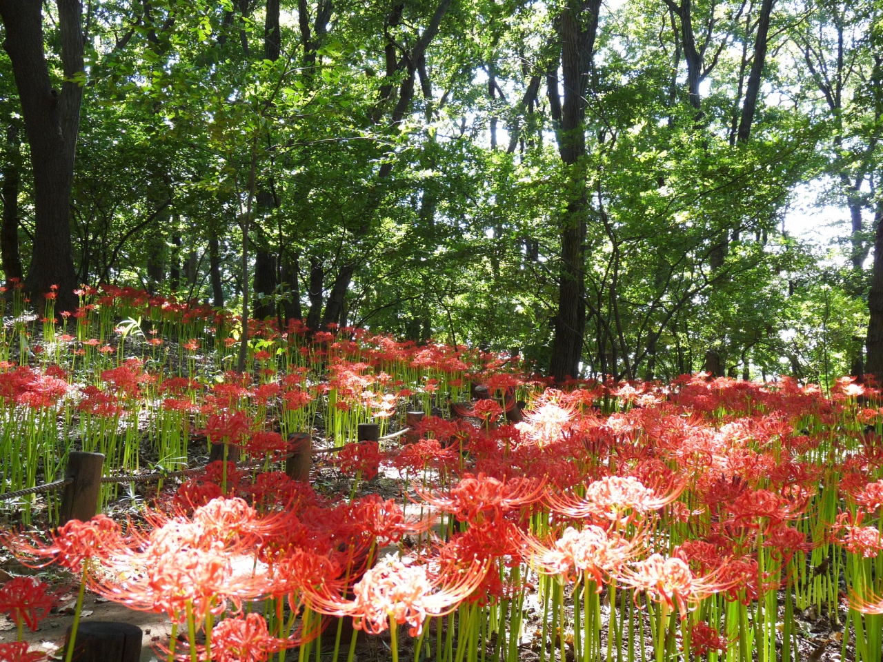 境御嶽山自然の森公園のヒガンバナ 17 ほぼ4分咲き 花数少ないが綺麗です 群馬県 伊勢崎市 伊勢崎 群馬県 の旅行記 ブログ By Minamicazeさん フォートラベル 境御嶽山自然の森公園のヒガンバナ 17 ほぼ4分咲き 花数少ないが綺麗です 群馬県 伊勢崎市 伊勢崎 群馬県 の旅行記 ブログ By Minamicazeさん フォートラベル