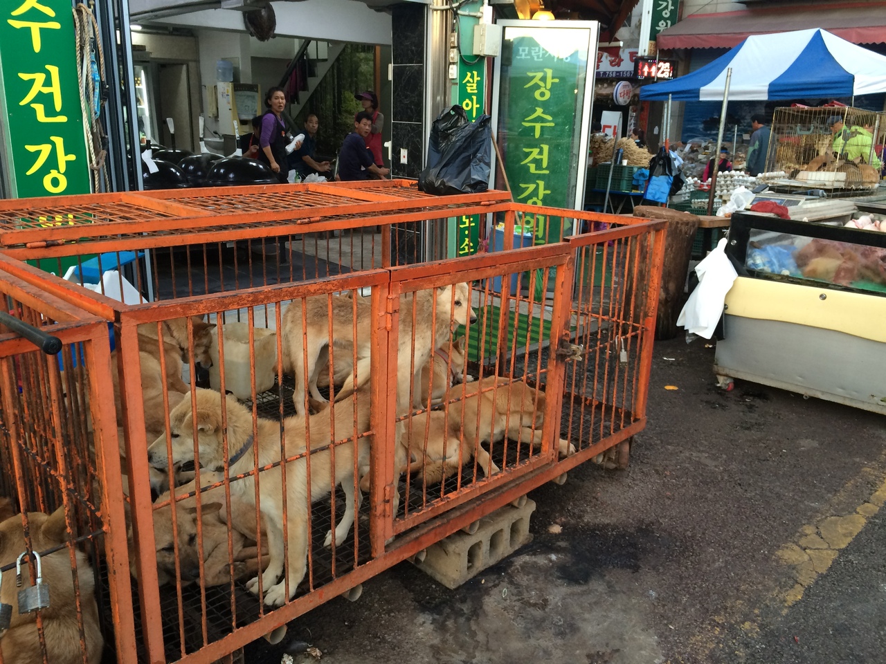 ねことひこーき15韓国 犬鍋の街モラン 韓国の旅行記 ブログ By ちゅんさん フォートラベル ねことひこーき15韓国 犬鍋の街モラン 韓国の旅行記 ブログ By ちゅんさん フォートラベル