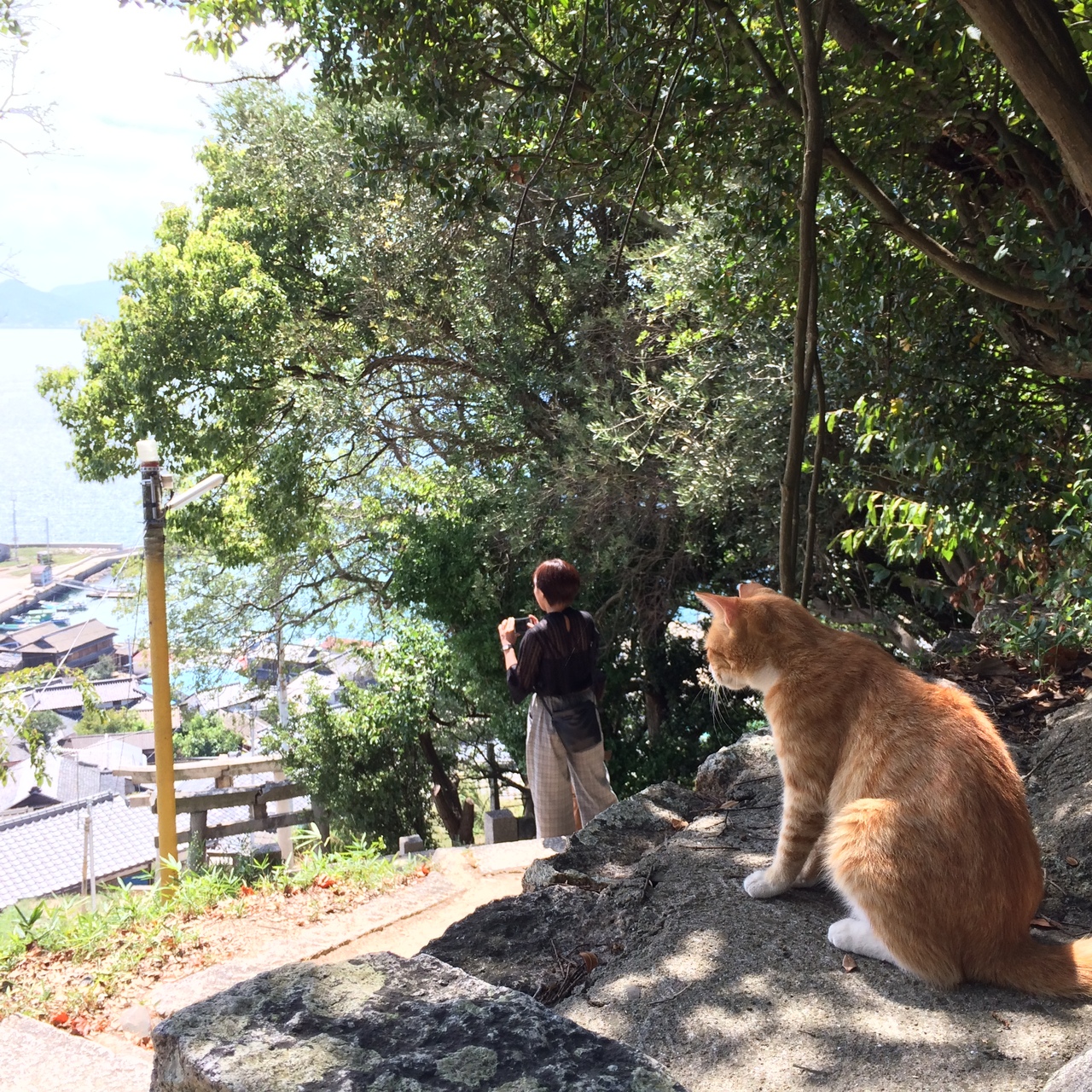 どこかにマイルで行く 香川 高松の旅 3 猫とアートの男木島編 香川県の旅行記 ブログ By ミルクティ男子さん フォートラベル