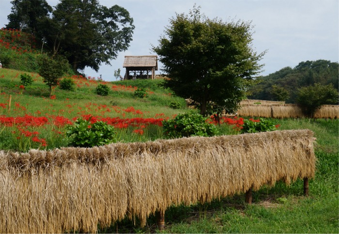 秋は曼珠沙華 行方市西蓮寺 里山景色の中で 鉾田 行方 茨城県 の旅行記 ブログ By まりも母さん フォートラベル