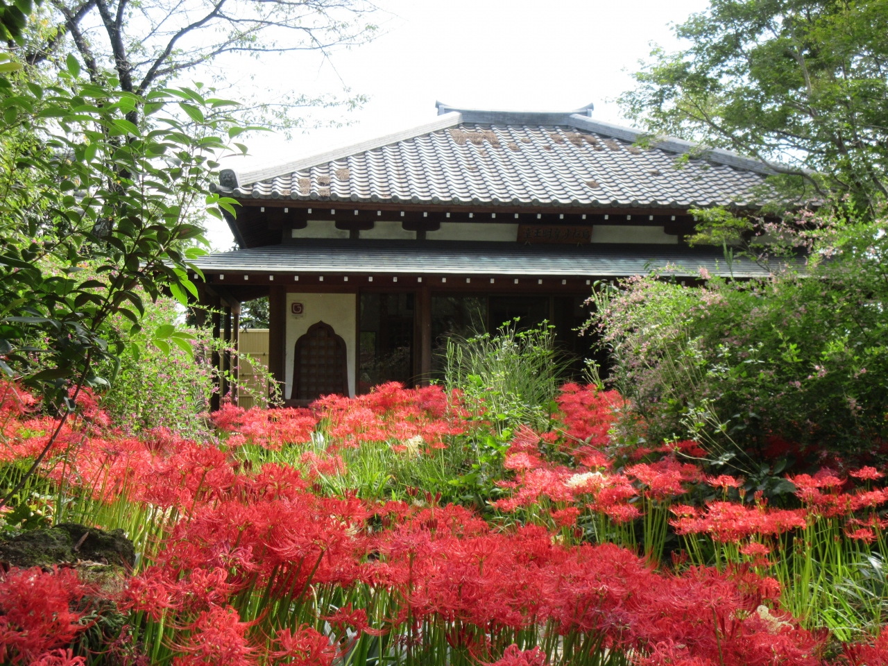 太田常楽寺の彼岸花 太田 群馬県 の旅行記 ブログ By Okushitwさん フォートラベル
