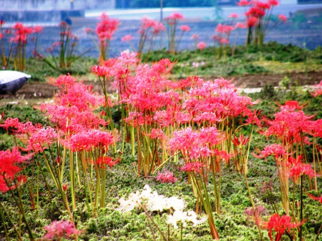 春はシバザクラ 秋はヒガンバナの私設花園にお訪れてみました 幸手 久喜 栗橋 埼玉県 の旅行記 ブログ By いっちゃんさん フォートラベル