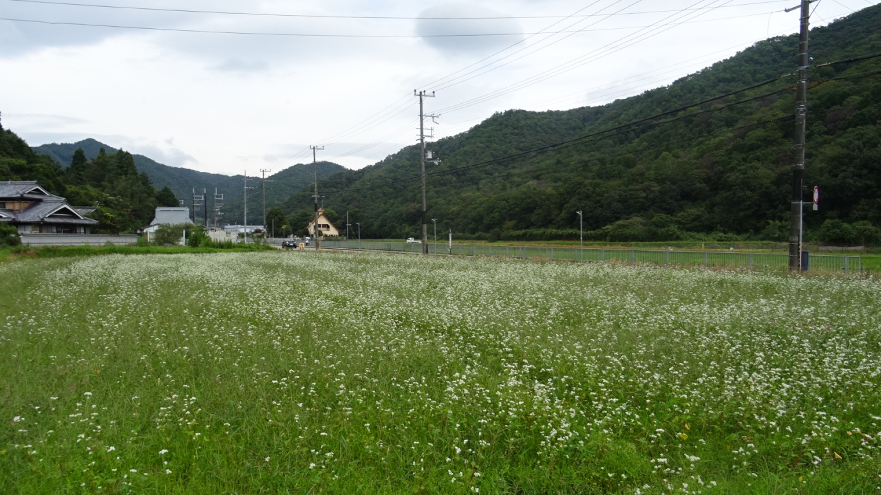 猪名川町へ蕎麦の花を探しに行きました ２ 阪急バス停 町営北プール前 春日神社前付近 川西 猪名川 兵庫県 の旅行記 ブログ By Hn11さん フォートラベル