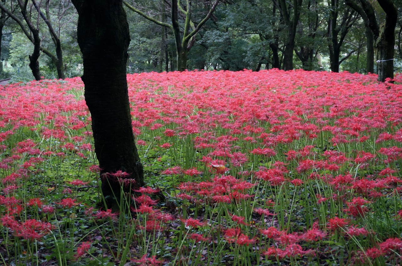 野川公園に彼岸花を訪ねて 調布 狛江 東京 の旅行記 ブログ By 愛吉さん フォートラベル