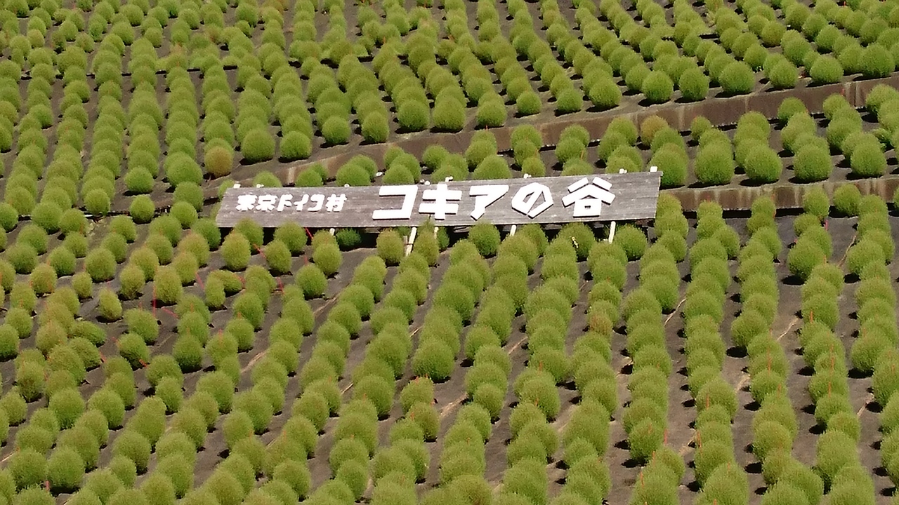 東京ドイツ村にもコキアあります 袖ヶ浦 千葉県 の旅行記 ブログ By てんこさん フォートラベル