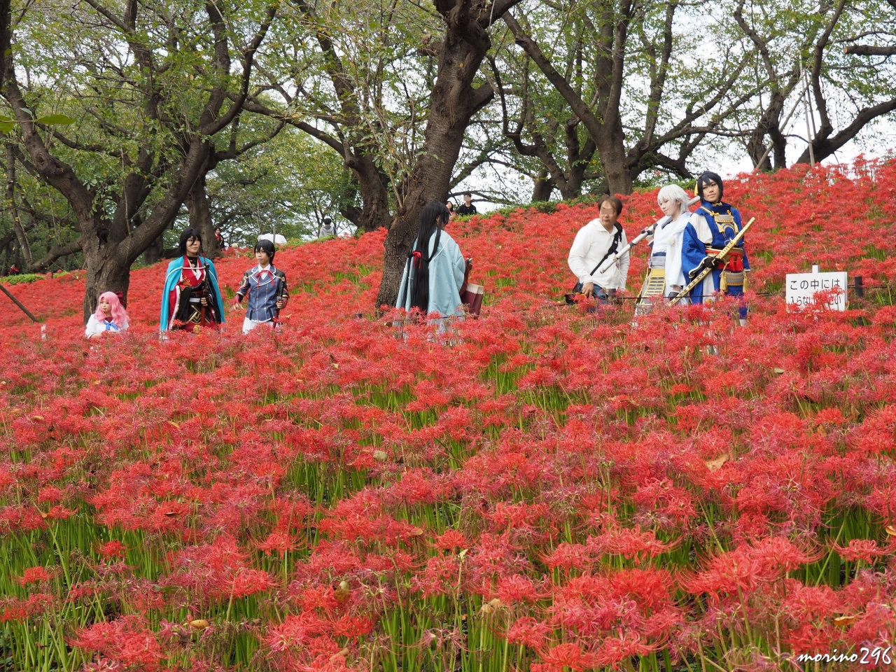 コスプレーヤーにも人気 幸手 権現堂堤の曼殊沙華まつり 幸手 久喜 栗橋 埼玉県 の旅行記 ブログ By Morino296さん フォートラベル コスプレーヤーにも人気 幸手 権現堂堤の曼殊沙華まつり 幸手 久喜 栗橋 埼玉県 の旅行記 ブログ By Morino296さん フォートラベル