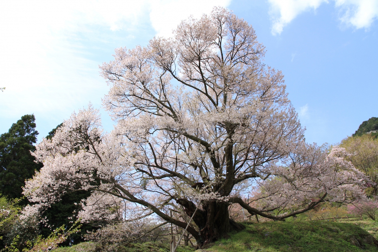 仏隆寺の千年桜 室生 宇陀 奈良県 の旅行記 ブログ By きよさん フォートラベル