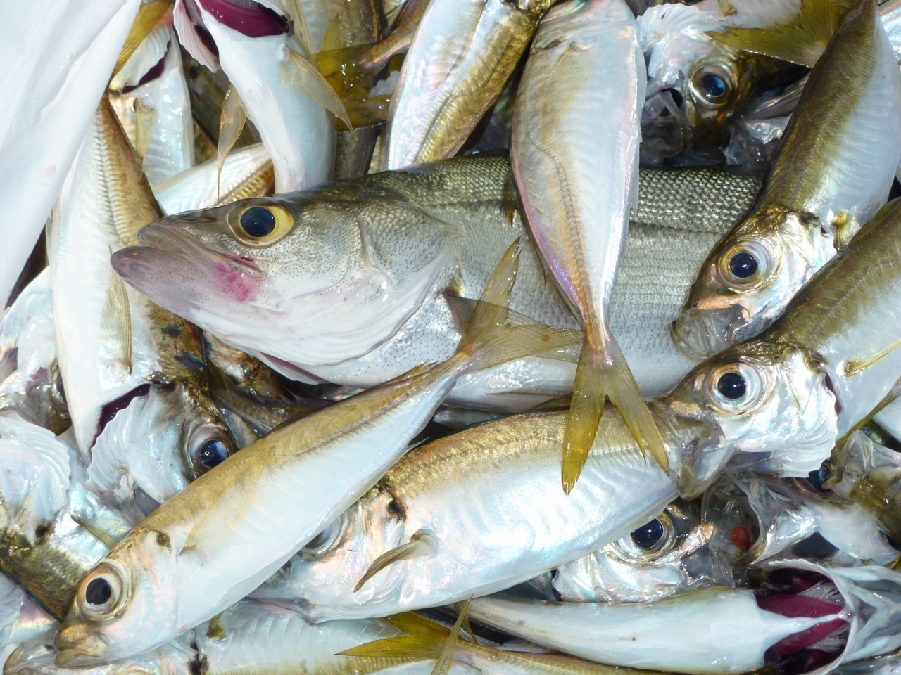 福井 小浜港 サヨリ釣りの予定でしたが 爆釣小アジ釣り 小浜 若狭 福井県 の旅行記 ブログ By Ma Yuさん フォートラベル
