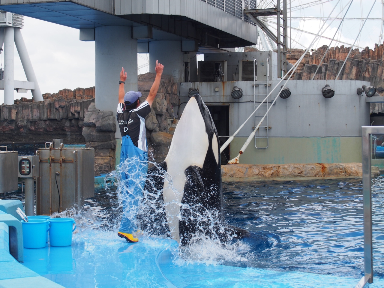 シャチ オルカ に会いたい 青春18きっぷで行く名古屋水族館 熱田神宮 あつた蓬莱軒も今回は行けました 名古屋港 愛知県 の旅行記 ブログ By Maggiさん フォートラベル