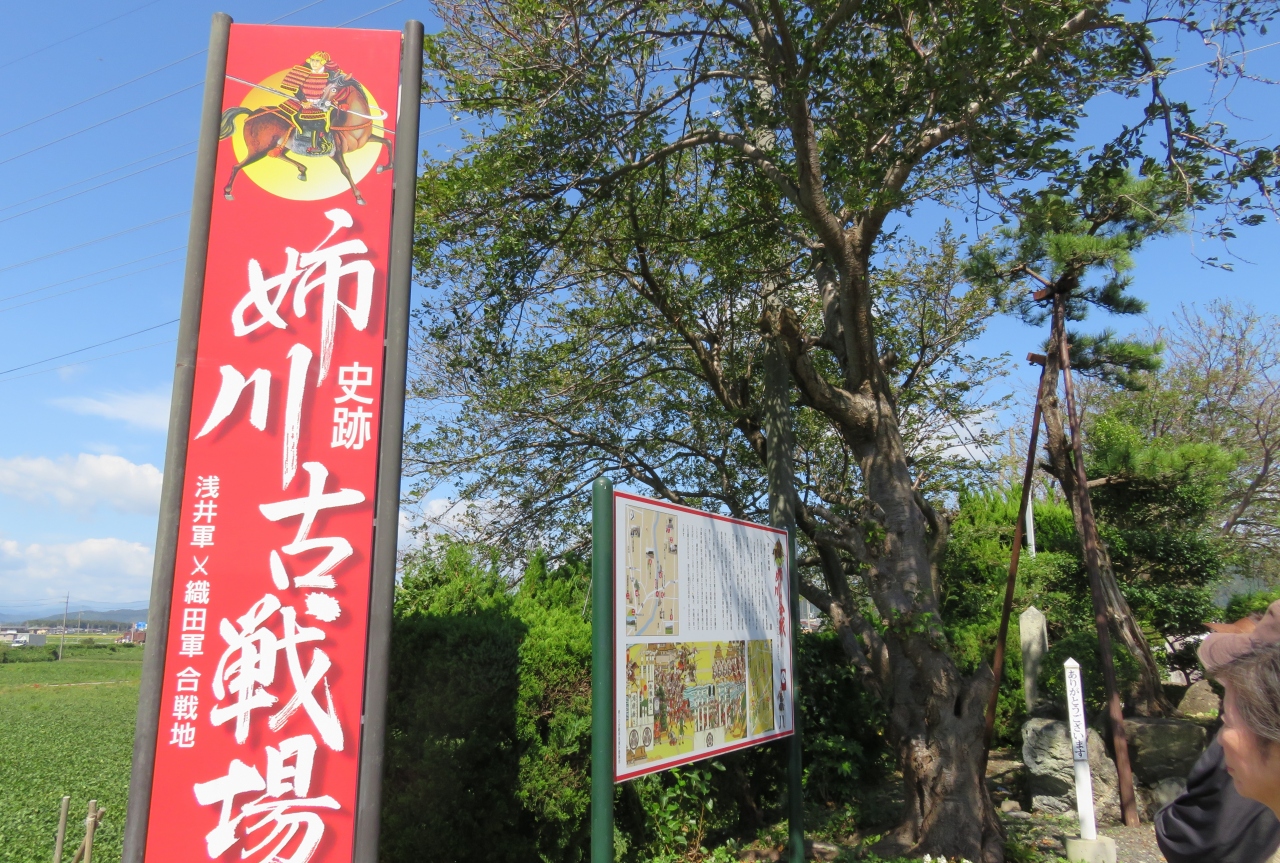 2017秋、姉川の古戦場(2/8):9月21日(2):姉川古戦場(2):遠藤直常墓、姉川、露草、鶏頭、史跡・姉川古戦場跡
