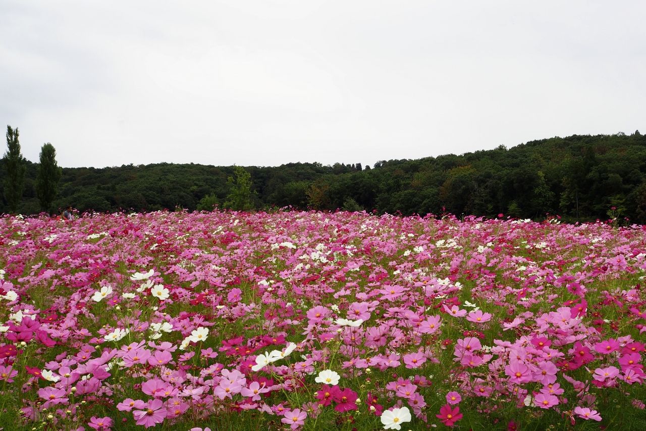 長岡の花と酒 団子に煎餅 長岡 寺泊 新潟県 の旅行記 ブログ By すあまさん フォートラベル