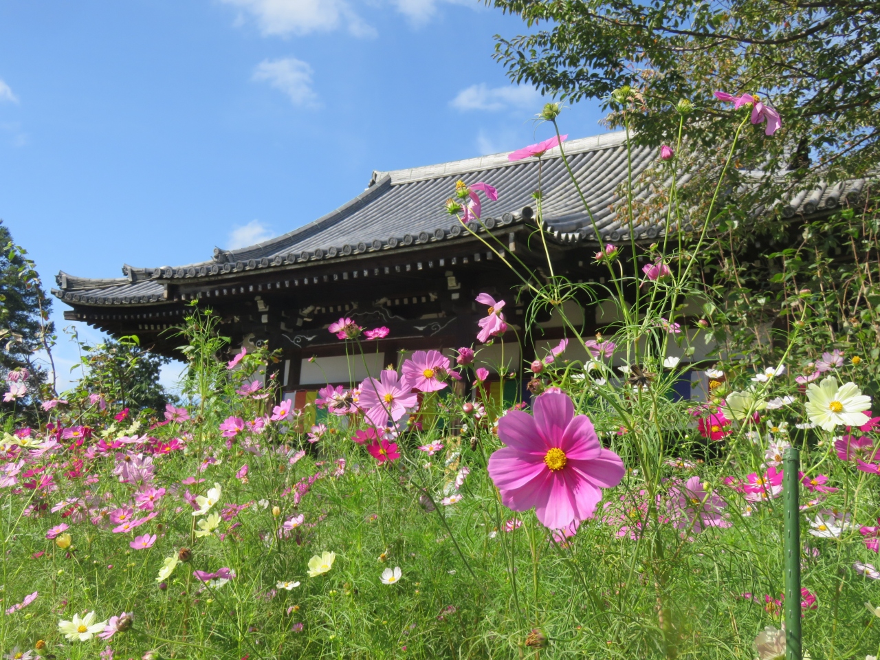 般若寺にコスモスを愛でる 奈良市 奈良県 の旅行記 ブログ By 風の旅人さん フォートラベル