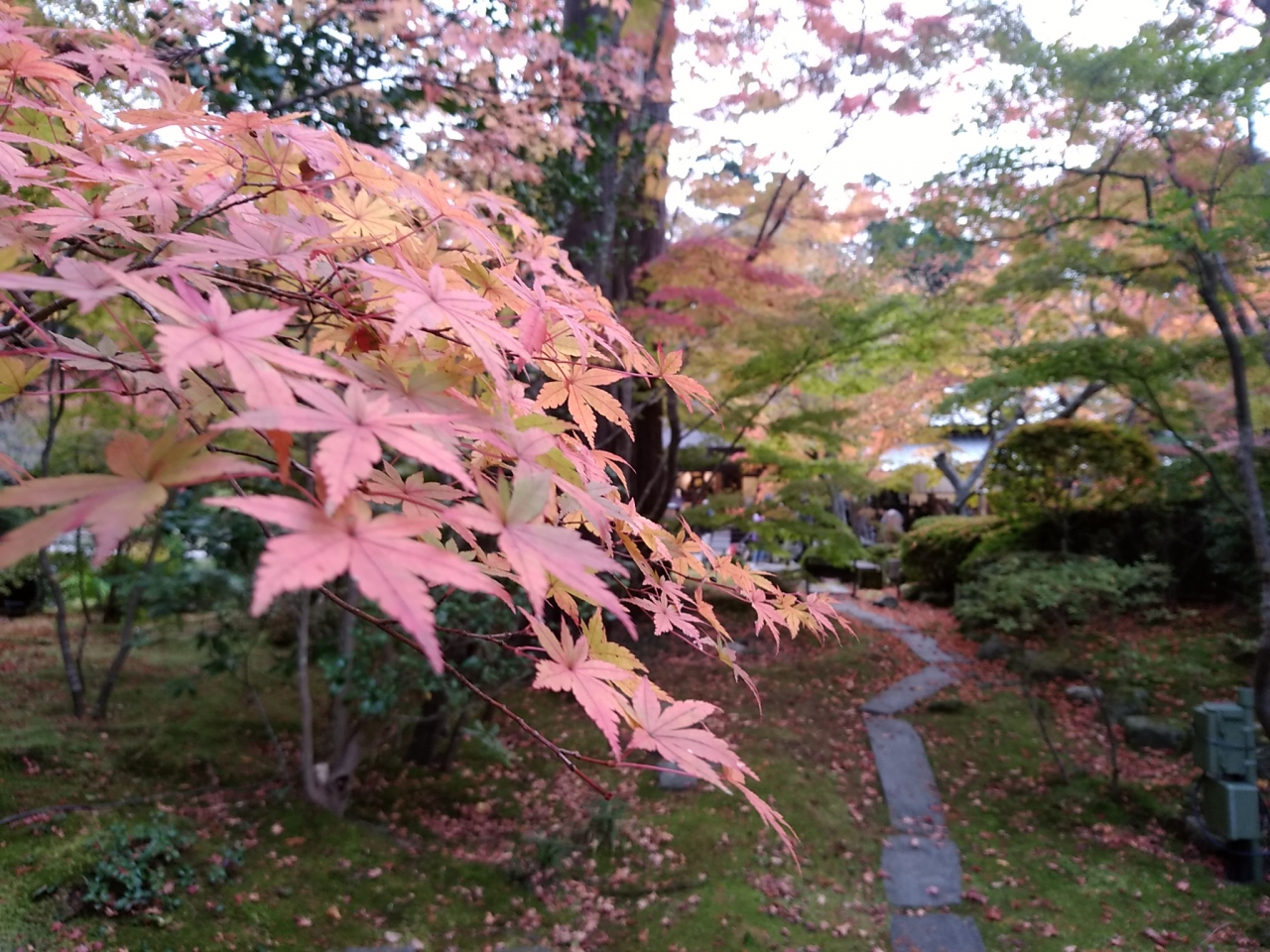 松島と紅葉の円通院 松島 奥松島 宮城県 の旅行記 ブログ By ミンキーさん フォートラベル