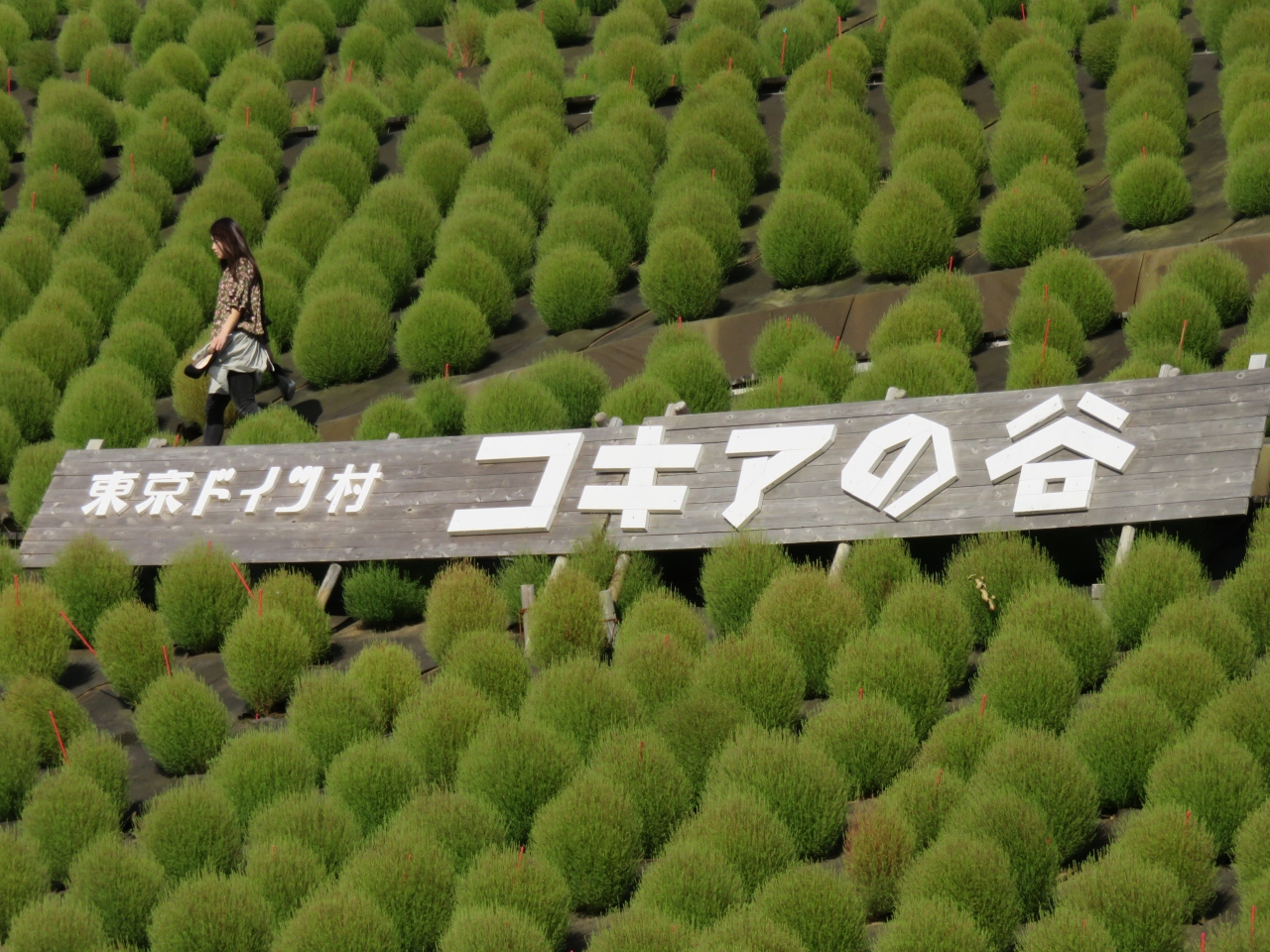 東京ドイツ村 緑のもこもこコキア 濃溝の滝 袖ヶ浦 千葉県 の旅行記 ブログ By ミンさん フォートラベル