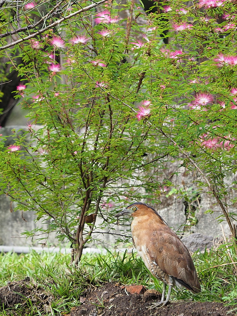 酉年 後半 台北で探鳥三昧シニアの旅 10月10日 台北 台湾 の旅行記 ブログ By Kinomukumamaさん フォートラベル 酉年 後半 台北で探鳥三昧シニアの旅 10月10日 台北 台湾 の旅行記 ブログ By Kinomukumamaさん フォートラベル