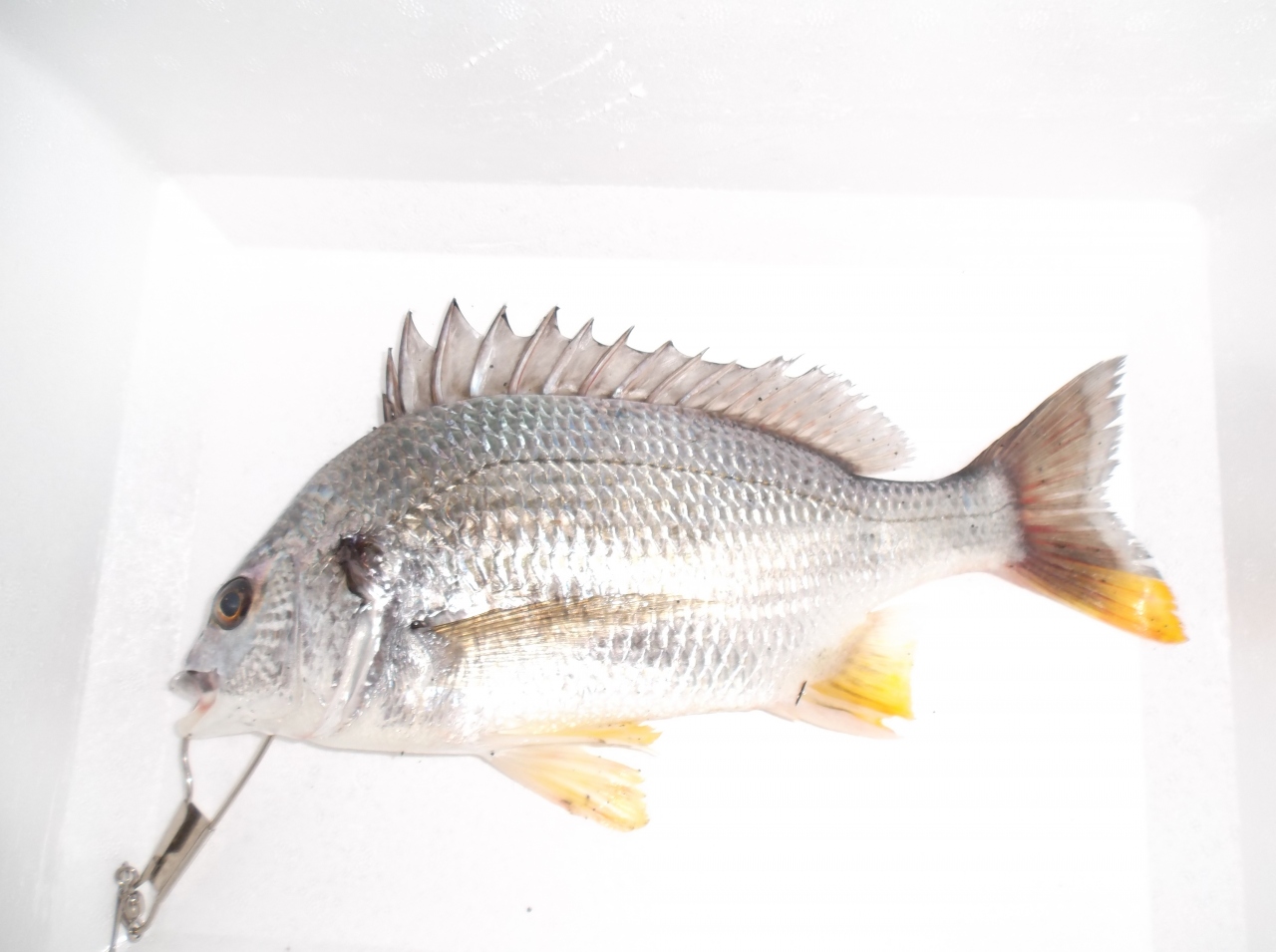 黒鯛釣りに行ってキビレ 浜名湖 静岡県 の旅行記 ブログ By 三昧さん フォートラベル