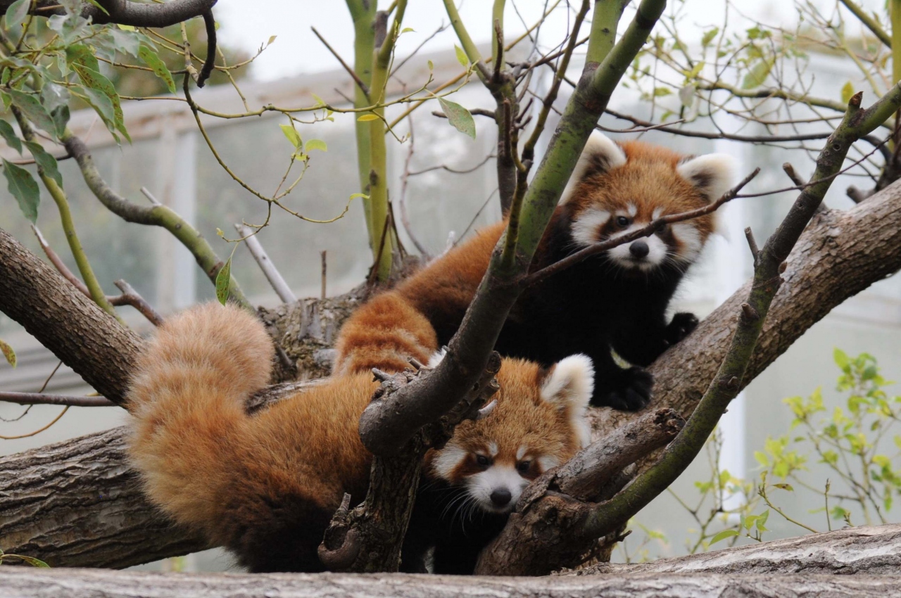 王子動物園 レッサーパンダの双子の赤ちゃん ジャズ メロディ 公開 レッサーツインズ誕生 神戸市 王子動物園 神戸 兵庫県 の旅行記 ブログ By ねこにゃんさん フォートラベル 王子動物園 レッサーパンダの双子の赤ちゃん ジャズ メロディ 公開 レッサーツインズ誕生 神戸市 王子動物園 神戸 兵庫県 の旅行記 ブログ By ねこにゃんさん フォートラベル
