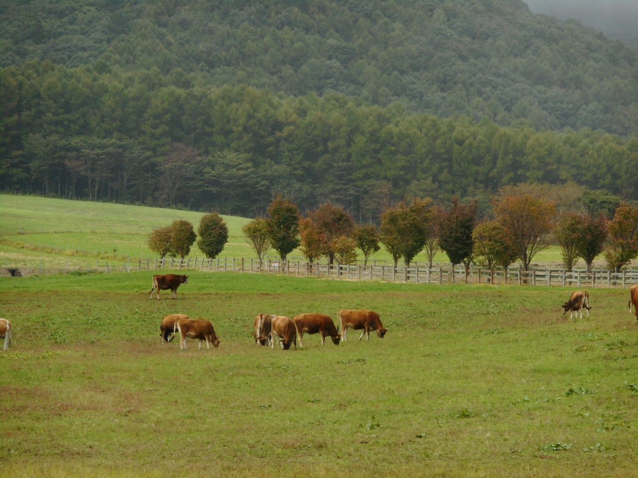 雨の蒜山高原で休息 蒜山高原 岡山県 の旅行記 ブログ By ヤムヤムにゃんさん フォートラベル