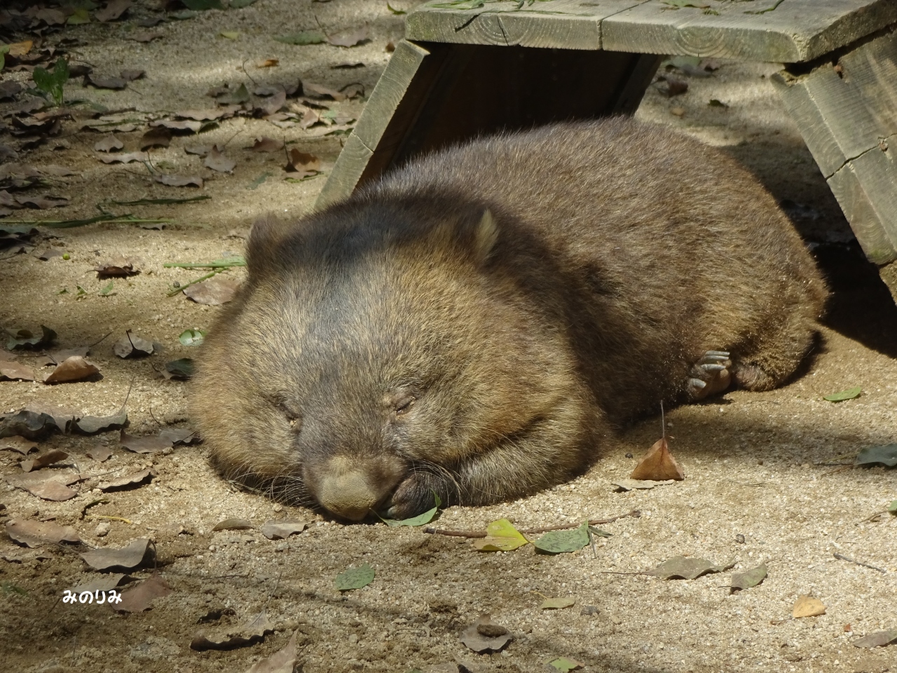 輝く五人のコンサートを観て かわいいウォンバットにも会っちゃおう 大阪の旅行記 ブログ By みのりみさん フォートラベル
