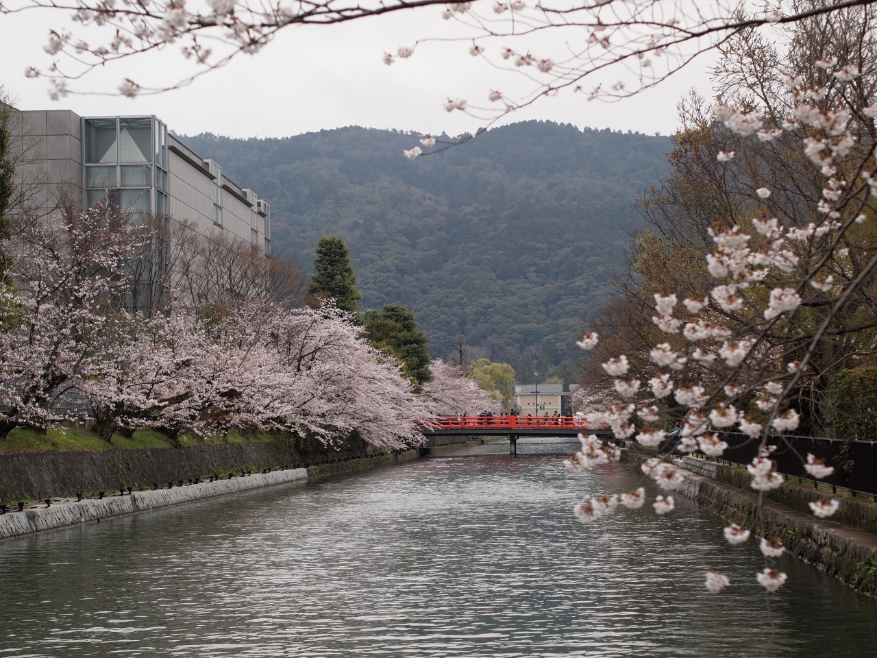 春の京都ひとり旅 10 三日目 岡崎神社 平安神宮と岡崎疎水の桜 六角堂 大極殿の琥珀流しも桜 下鴨 宝ヶ池 平安神宮 京都 の旅行記 ブログ By 三峯霧美さん フォートラベル