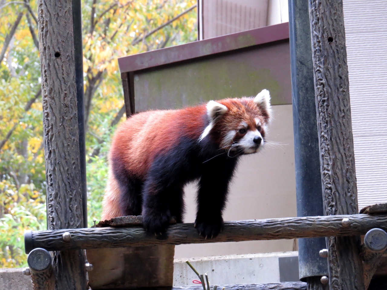 秋のレッサーパンダ紀行 6 千葉市動物公園 新天地での活躍を楽しみにしているよ 源太君のお別れ会 千葉市 千葉県 の旅行記 ブログ By Jilllucaさん フォートラベル