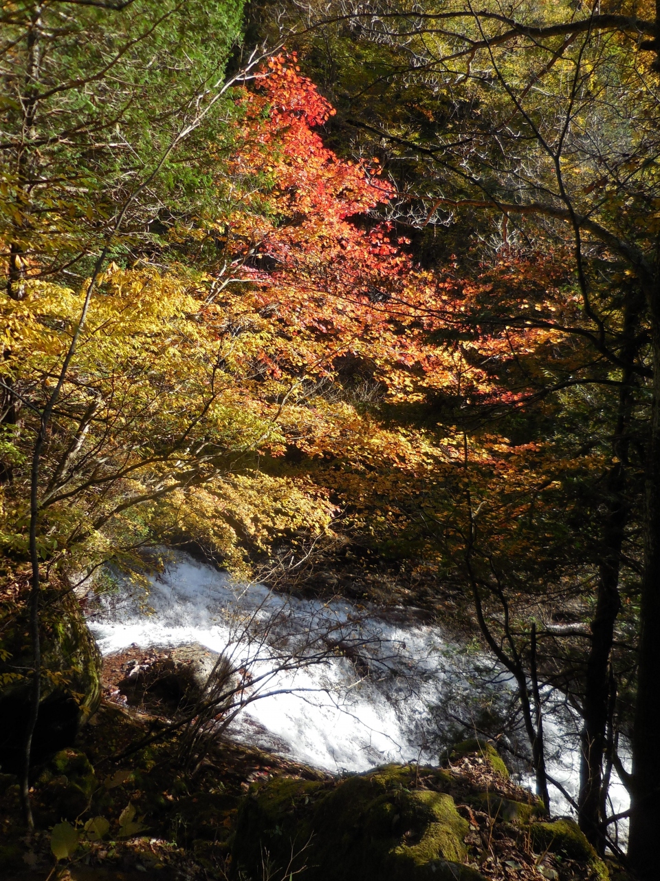 横谷渓谷の紅葉 茅野 長野県 の旅行記 ブログ By Tabiotokoさん フォートラベル