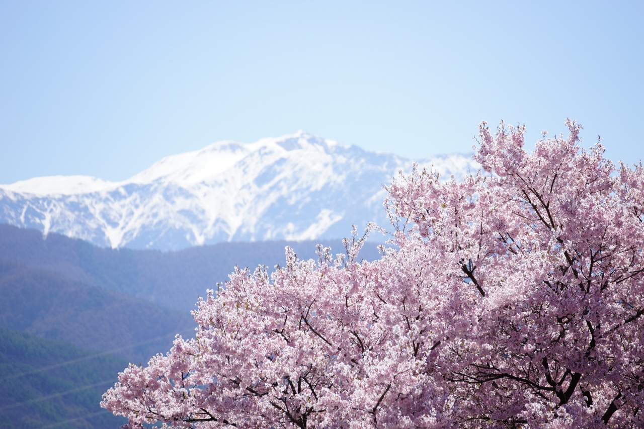 高遠桜と星空17 伊那 長野県 の旅行記 ブログ By Starjetさん フォートラベル 高遠桜と星空17 伊那 長野県 の旅行記 ブログ By Starjetさん フォートラベル