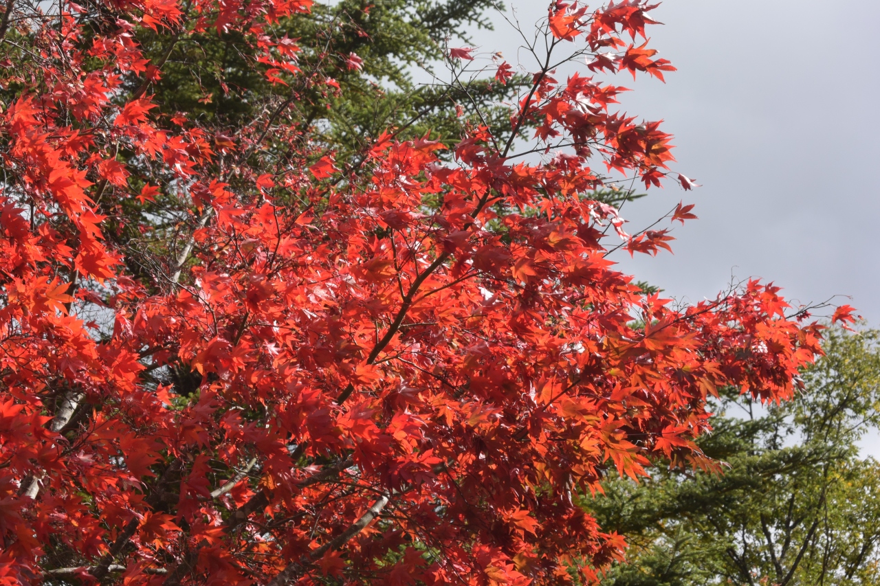 紅葉の蓼科と横谷峡 白樺湖 蓼科 車山 長野県 の旅行記 ブログ By Whiteroadさん フォートラベル
