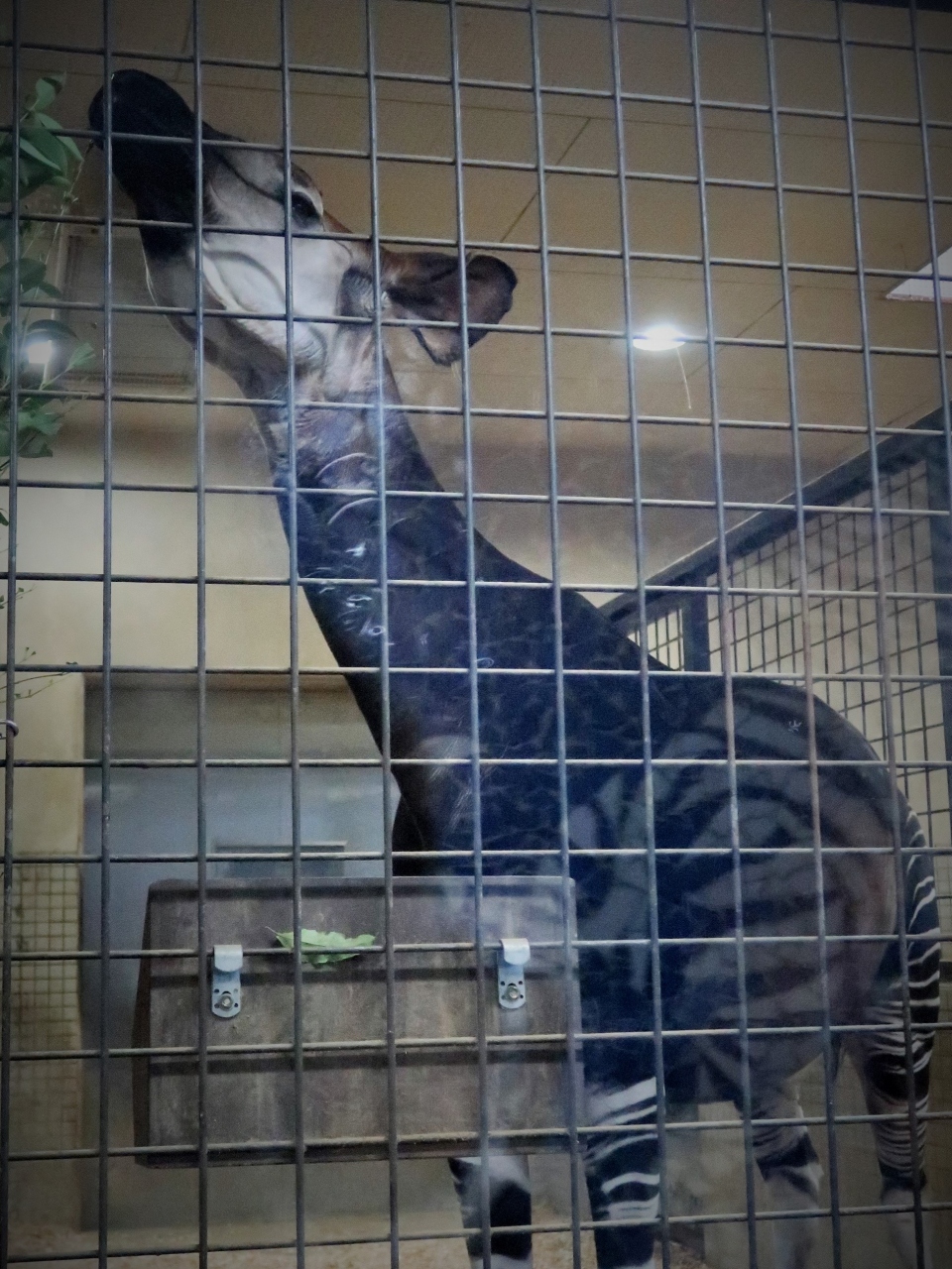 上野Zoo　2　オカピ（珍獣）＊キリンの仲間　☆世界２２園で４２頭のみ飼育
