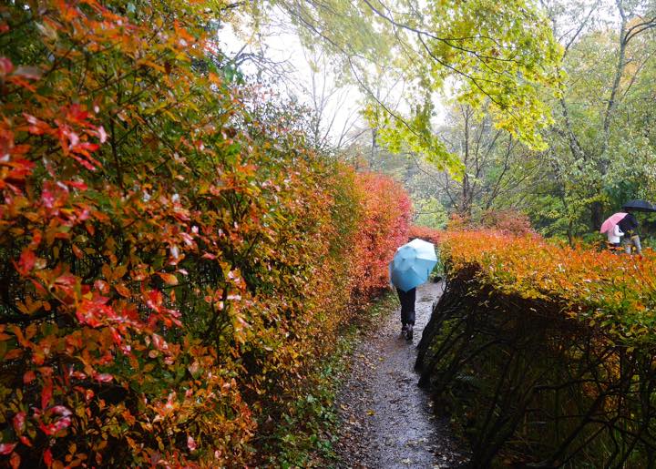 17年秋 軽井沢の旅2日目 軽井沢雲場池の雨の中の紅葉 軽井沢高原軽井沢ガーデンファームでイチゴ狩り 1泊2日 家族で 軽井沢 長野県 の旅行記 ブログ By 働きマンさん フォートラベル