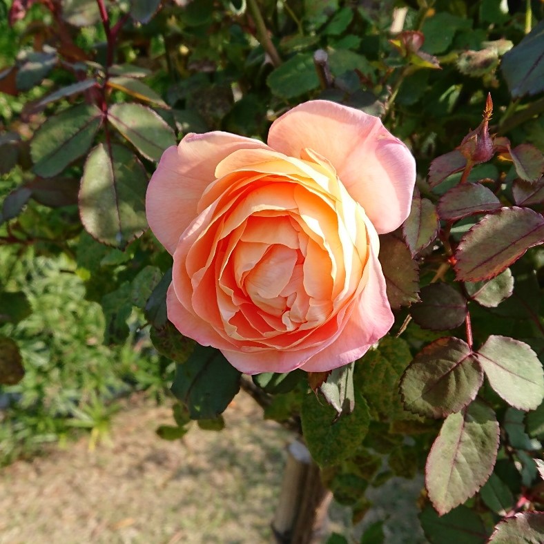 ２０１７年度の見頃は１１月中旬 魅惑の秋薔薇を見に行こう イングリッシュローズガーデン 関西空港 泉佐野 大阪 の旅行記 ブログ By 雨ふり三太郎さん フォートラベル