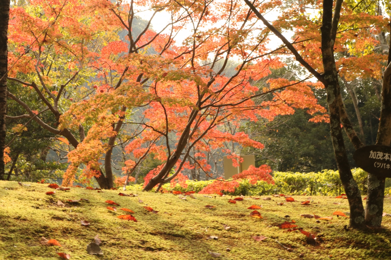 紅葉はどうかな 民芸の森ウォーキング大会に参加しました 豊田 愛知県 の旅行記 ブログ By みちるさん フォートラベル