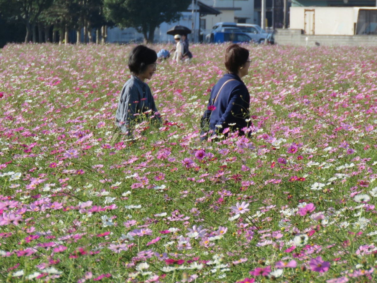 久しぶりの福岡への旅 キリンビール福岡工場 朝倉市 のコスモス園訪問 朝倉 甘木 小郡 福岡県 の旅行記 ブログ By Tsunetaさん フォートラベル 久しぶりの福岡への旅 キリンビール福岡工場 朝倉市 のコスモス園訪問 朝倉 甘木 小郡 福岡県 の旅行記 ブログ By Tsunetaさん フォートラベル