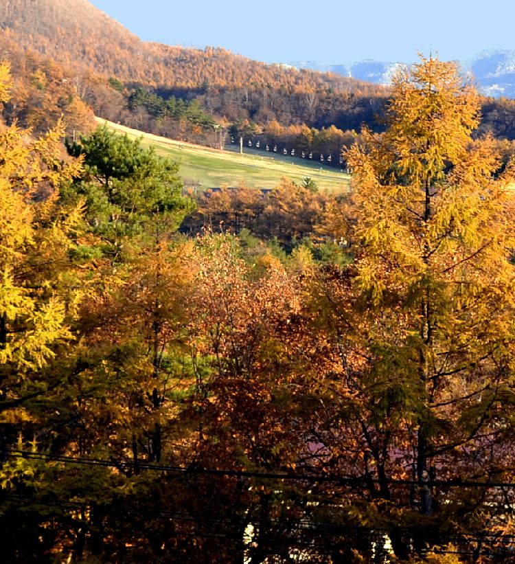 朝陽に輝く草津高原 カラマツの紅葉 草津温泉 群馬県 の旅行記 ブログ By Tomi さん フォートラベル 朝陽に輝く草津高原 カラマツの紅葉 草津温泉 群馬県 の旅行記 ブログ By Tomi さん フォートラベル