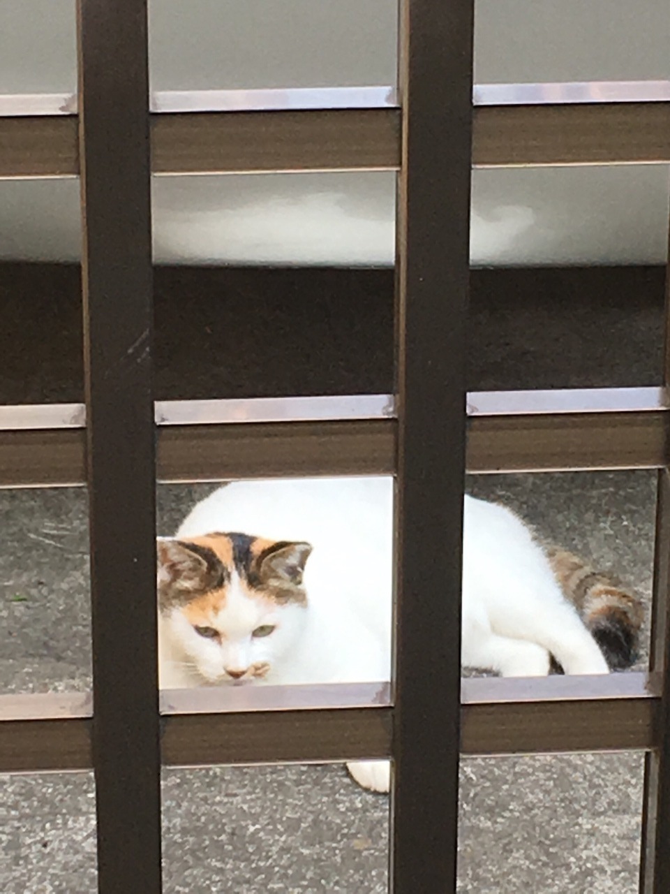 いつもうちにいるネコ 東京の旅行記 ブログ By Mitsyさん フォートラベル いつもうちにいるネコ 東京の旅行記 ブログ By Mitsyさん フォートラベル