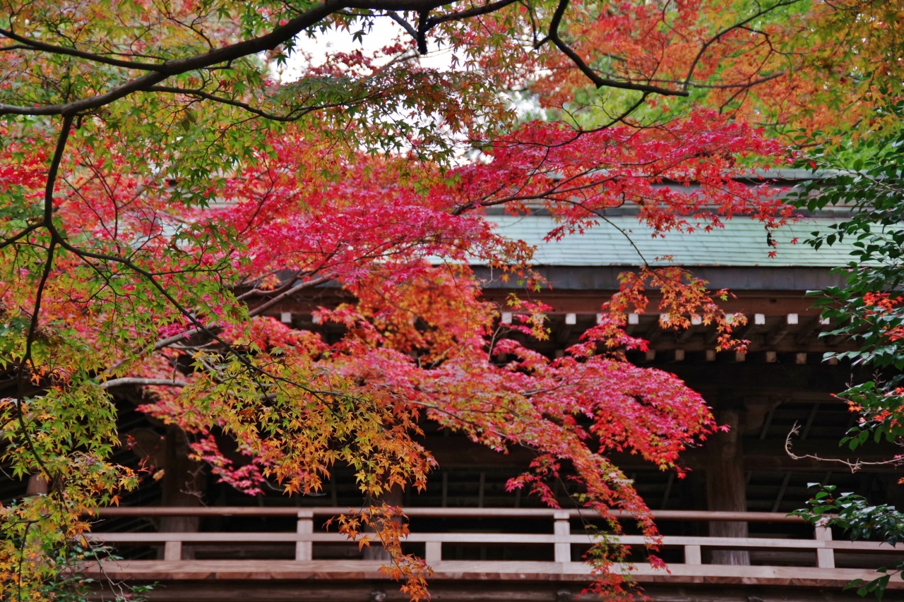 四国霊場八十八番札所 大窪寺の紅葉 さぬき 香川県 の旅行記 ブログ By 讃岐おばさんさん フォートラベル
