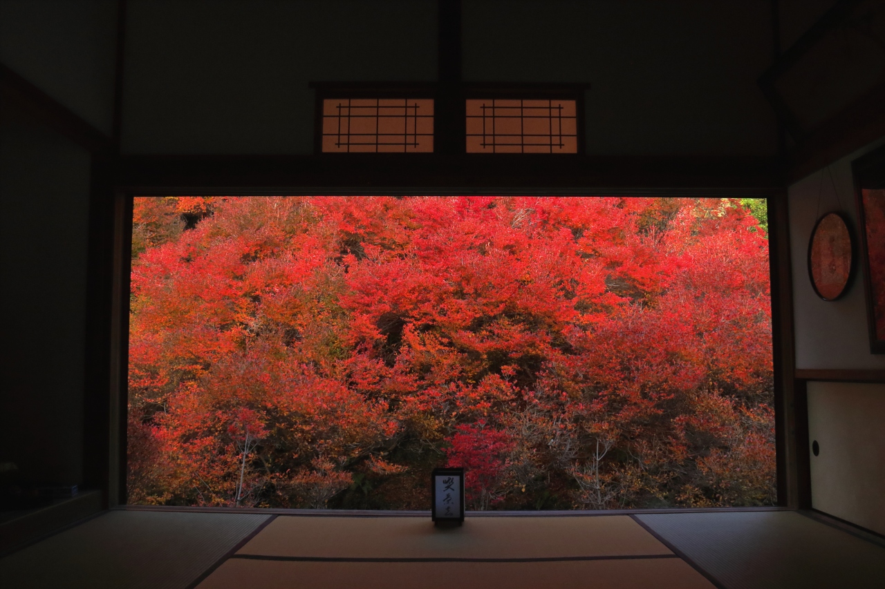 但馬の紅葉巡りに行ってきました 但馬安國禅寺 猿尾滝 養父神社 出石 但東 兵庫県 の旅行記 ブログ By モリモリさん フォートラベル