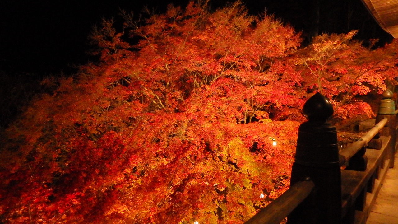 ２０１７年１１月１７日現在 播州清水寺で紅葉ライトアップ 多可 西脇 加東 兵庫県 の旅行記 ブログ By さおともさん フォートラベル