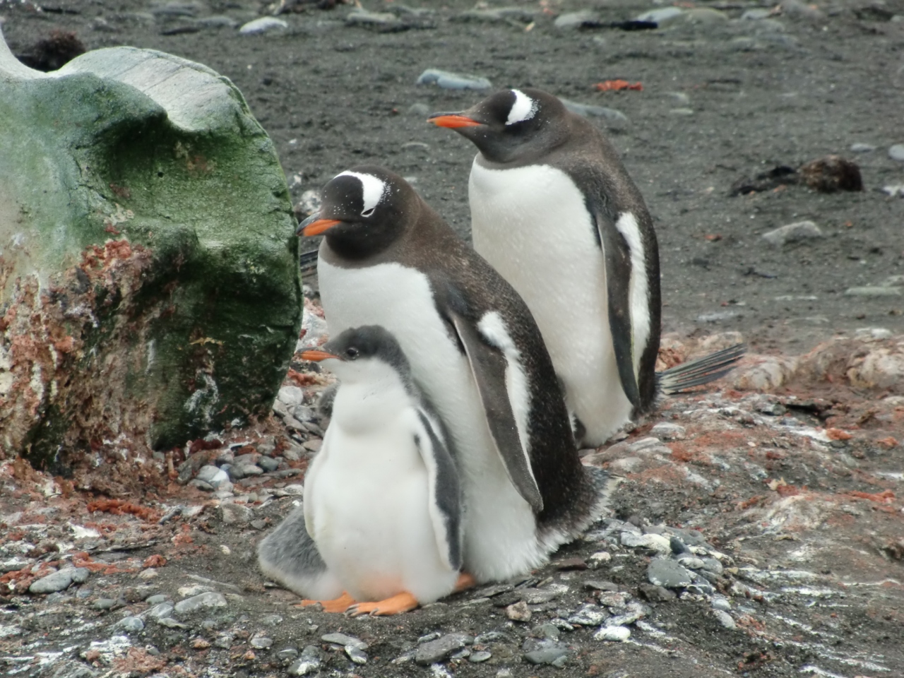 Antarctic Dream号で南極へ 最初の南極半島上陸アイチョ島 No2