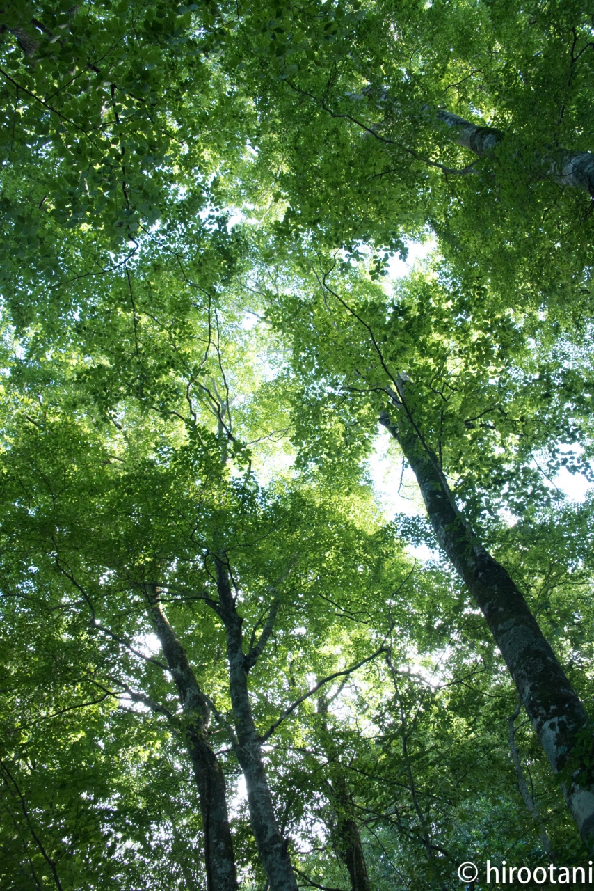 夏の東北旅行 11 世界遺産白神山地散策 白神山地 青森県 の旅行記 ブログ By Hirootaniさん フォートラベル 夏の東北旅行 11 世界遺産白神山地散策 白神山地 青森県 の旅行記 ブログ By Hirootaniさん フォートラベル