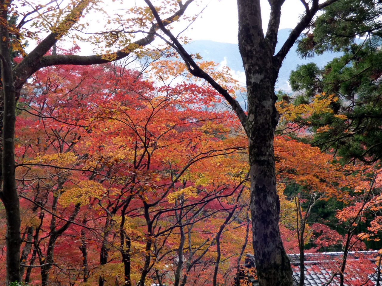 本日の箱根仙石原 長安寺の紅葉 ２０１７年１１月１９日 仙石原 神奈川県 の旅行記 ブログ By ミシマさん フォートラベル