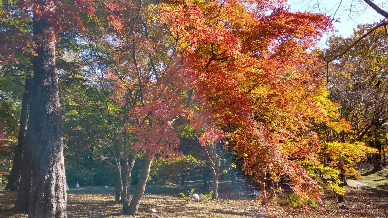 国営武蔵丘陵森林公園のカエデ 紅葉 その1 昼間編 埼玉県の旅行記 ブログ By けん爺さんさん フォートラベル